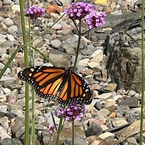 Meet your Posher, Eliza